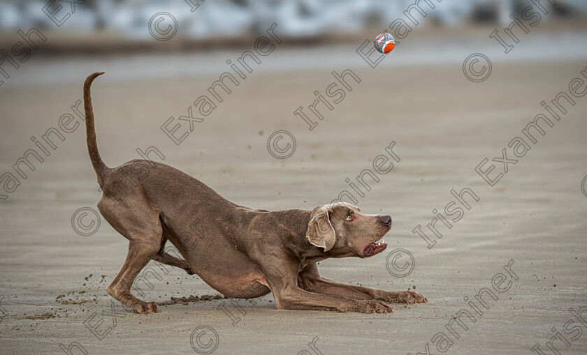 DSC9537 
 Francesco the Weimaraner waiting for the ball before catching it.