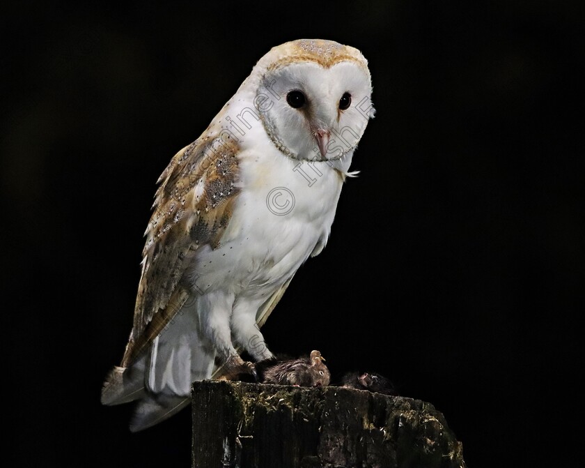 IMG 4362 
 barn owl