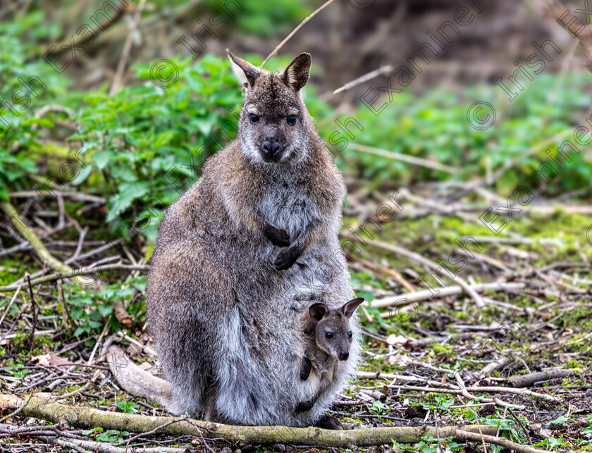 Wallaby and Joey 
 Wallaby and Joey at Fota