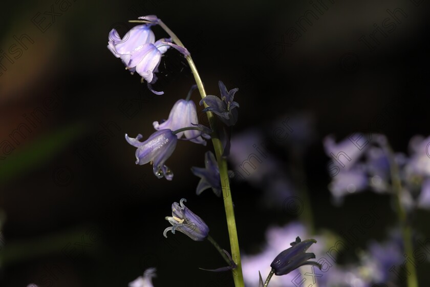 IMGC 3423r 
 Bluebells in the wood, partly lit by shafts of early morning sunlight streaming through the trees. Tymon Park, Co. Dublin. 05/05/2023.