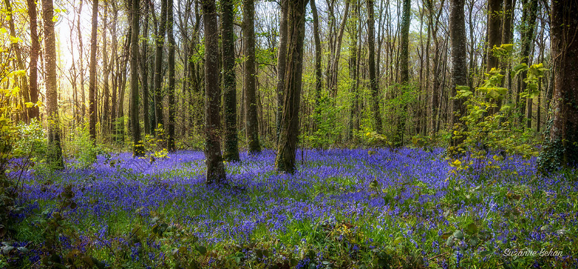 Bluebells12016 
 A creeping carpet of Blue....bells