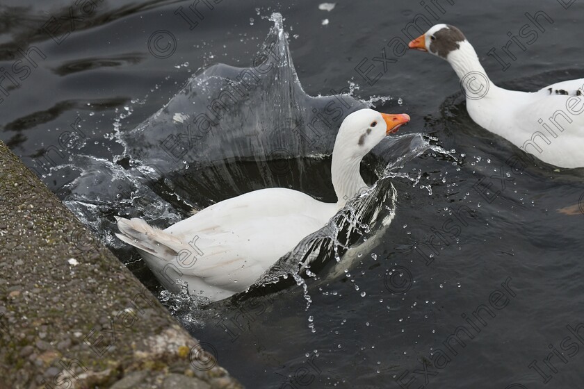 DSC 0684 
 The Big Splash. 
A goose jumps into the Lough in Cork on my weekly visit to the Lough.