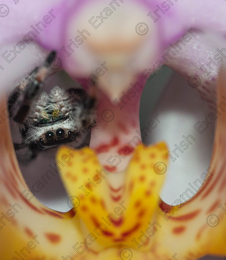 rumple 
 Rumpelstiltskin a Phidippus Regius hiding inside an orchid - Co Dublin