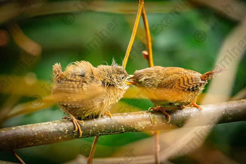 wrens 2 
 I was lucky to have my camera on hand as I came across mother wren feeding one of her young chicks in the bushes in my back garden. They had a nest in my nearby shed.