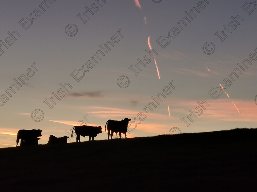 IMG 20210922 065150 
 Pat Gibbons Balbriggan. Cows on hill silhouetted against the sunrise.