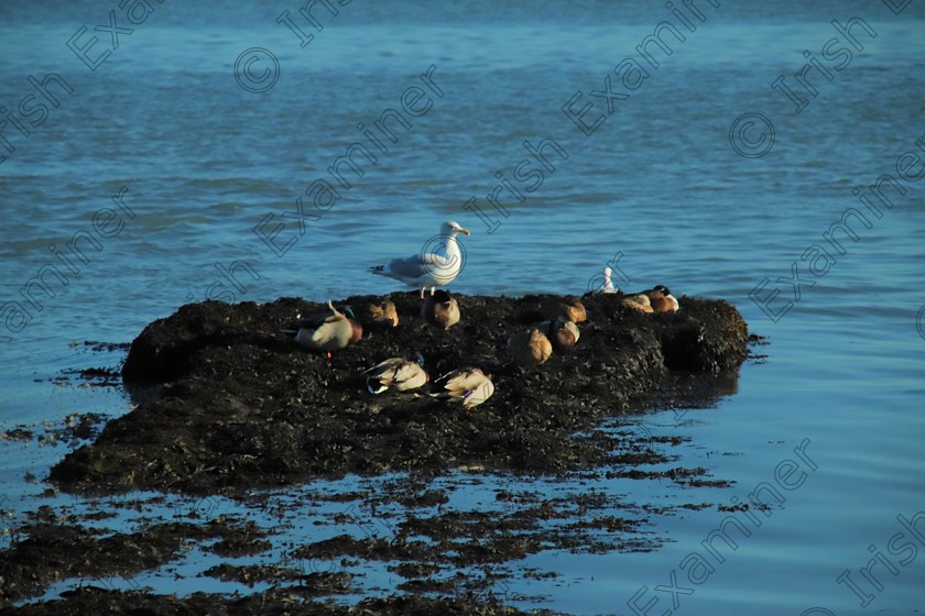 Away from it all 
 Social Distancing At Baldoyle Estuary
Taken by Janette Kelly
4th November 2020