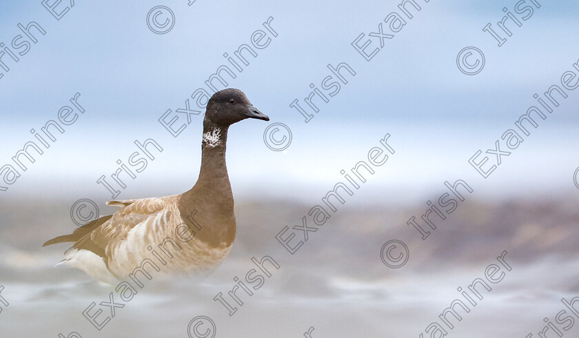 IMG 0018 
 A Brant adrift in misty haze at the Ballynamona beach.

Photographed by Ashok Appu.