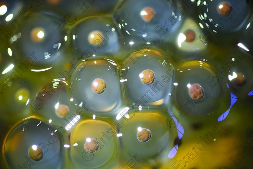 Celine Nic Oireachtaigh - Frogspawn 
 A closer look at developing frogspawn in Noggus Bog near Ferbane, County Offaly. Picture: Celine Nic Oireachtaigh.