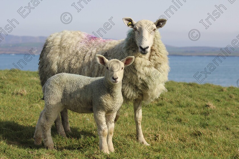 IMG 2692 
 Sheep at Sheepshead,Co. Cork,, April 2023, Picture:Mandy Bodenstein