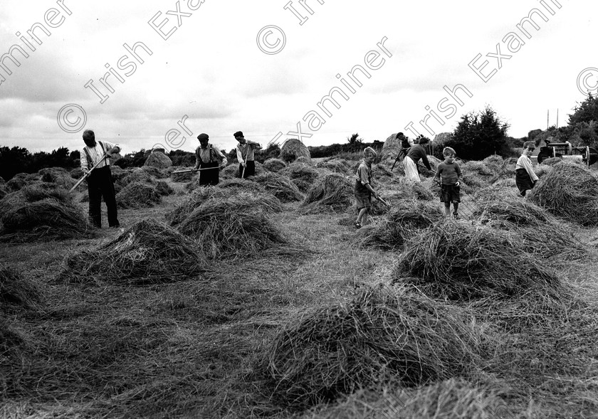 rememberwhenp110 
 Remember When
Pictures from the Irish Examiner archive
Page 110
Haysaving at Crush, Glanmire, Co. Cork 07/08/58 - ref. 272k

black and white 
 Keywords: Remember when then Irish Examiner book Cork Examiner