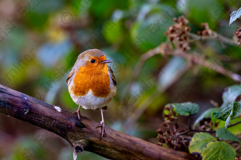 Robin 
 Stand Alone: XX/EE 02/01/2025 A Winter Walk. A Robin sings on a branch in Farran Woods. Picture Chani Anderson