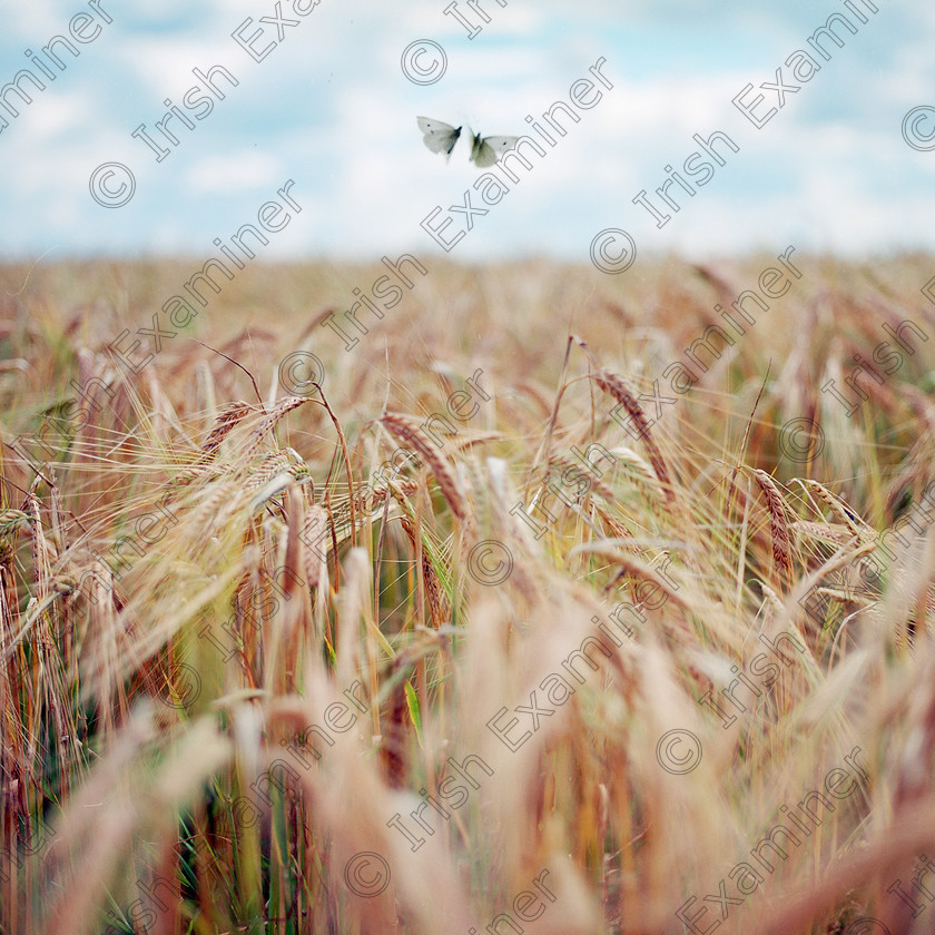 Dancing Fairies 
 Fairies or Butterflies? These two were pictured in a wheat field in Co.Kildare on a beautiful summer afternoon. I wonder what the two fairies in the picture were talking about!
Picture: Brendan O'Donohue