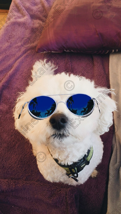 image-0-02-04-078fe5ec77ccca64e46987b339c973fab225734504024a0c1ce055fb57bd4409-V 
 Cody my pet Bichon preparing for sunny days ahead.
Picture.. Regina hackett