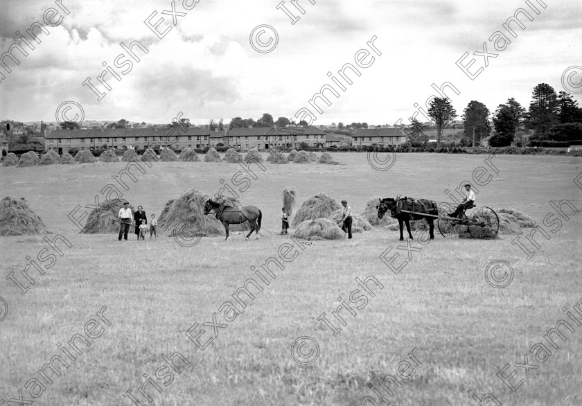 828333 
 Harvest scene at Wilton, Cork 30/07/1947 Ref. 321D