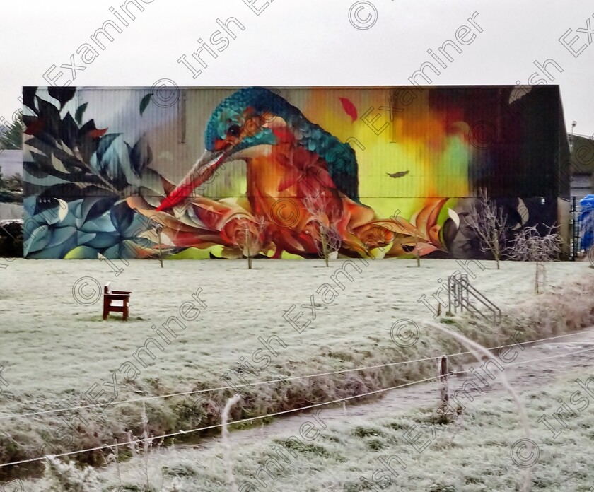 Kingfisher Mural with a frosty foreground at Hyde Park Tallow 
 I captured this lovely colorful scene of this Kingfisher Mural with a very frosty foreground, at Hyde Park, Tallow, Co. Waterford on early Monday morning 17th January last.