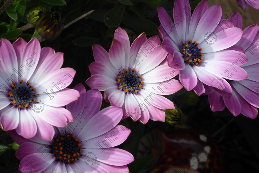 P1630334 
 Purple daisies in my garden