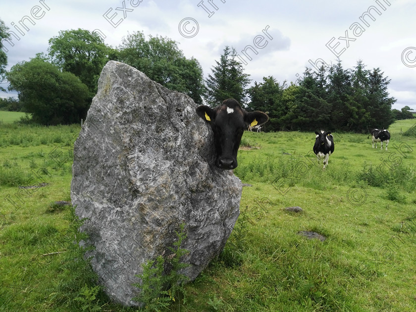 silage 109 
 'Offaly Shy' , 5 year old Jerri the cow playing peekaboo recently on Troys farm in Offaly. Cormac Troy 
 Keywords: silage