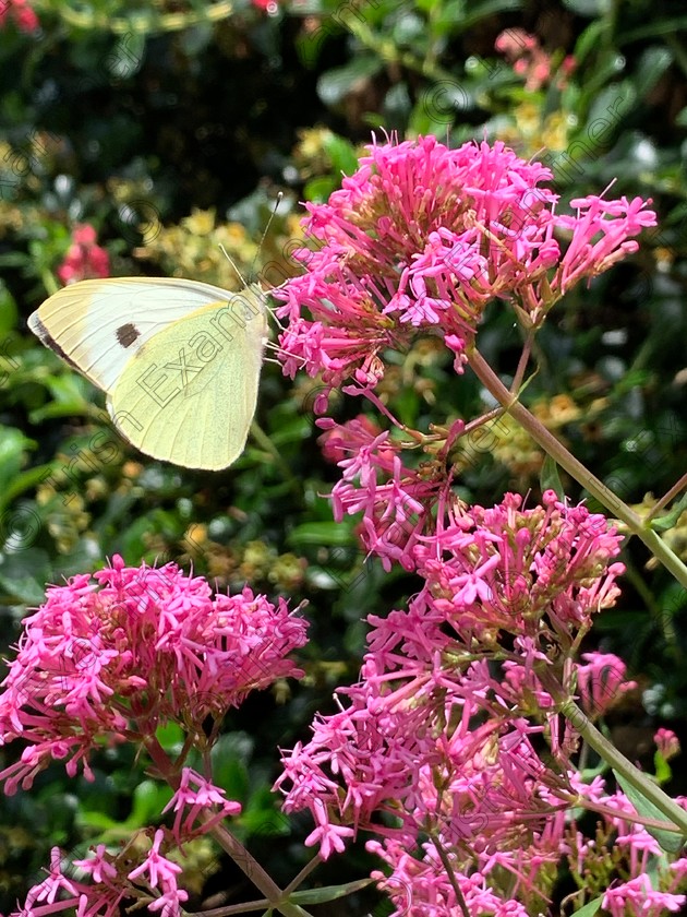 D6B061F6-7A34-4CA2-BCB7-89DE955ECF9F 
 Butterfly enjoying the sun during lockdown in Cobh, Co. Cork. Picture: Stephanie Murphy. Shot on an iPhone XS Max