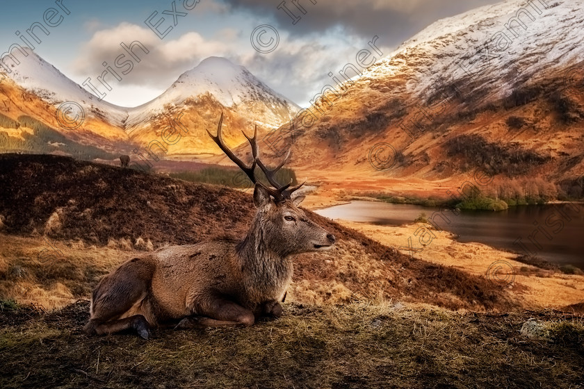 scotland feb18 6152ost2 
 The King of Scotland watching over his land. Glen Etive, Scotland