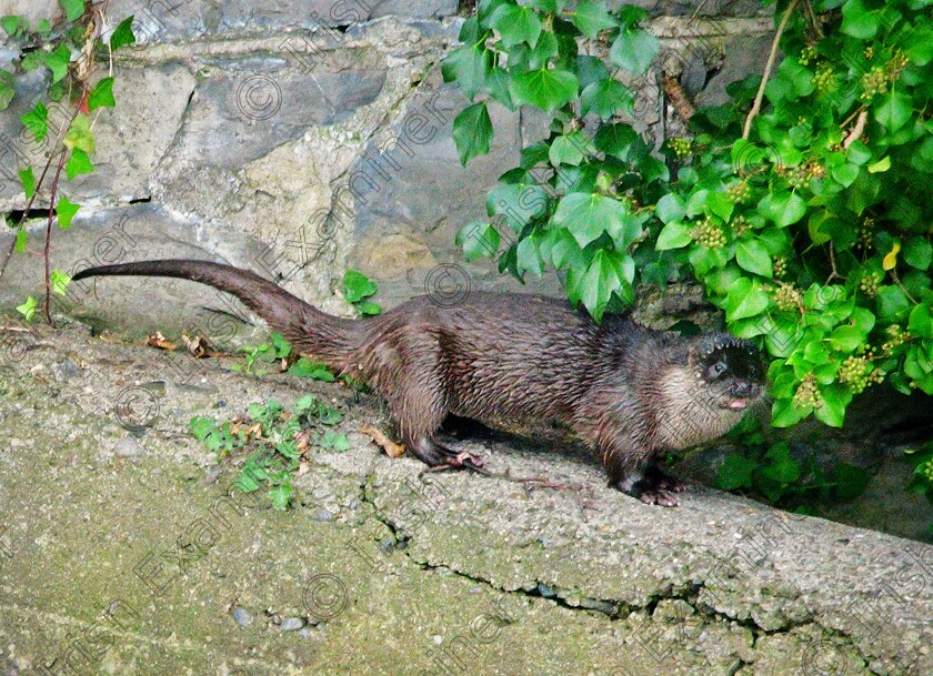 James Grandfield Otter 
 The Dodder Otter. This elusive Otter has been spotted very rarely on the river Dodder for months and after a whole day tracing the river, I was finally graced with it's presence. What a beautiful creature to watch.