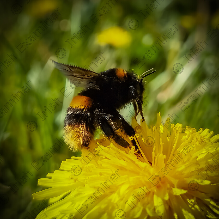 Michael Deligan Busy Bee 
 "Busy Bee" backyard photography