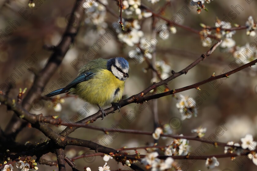 IMGC 0362 
 A Blue Tit adding some colour to the Blackthorn bush. Photo taken on April 13th in Tymon Park, Dublin. Picture: Alan Cowzer