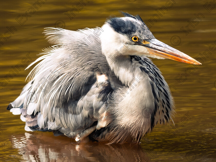 VickiODonnell Heron 
 Heron fishing in John F Kennedy Arboretum, Wexford. Picture: Vicki O'Donnell