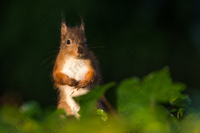 500 0609 Chris Martin 
 Photographed in Fota Gardens, County Cork. 
 Keywords: Fota, Fota Gardens, Irish, Winter, cork, forest, ireland, mammal, native, nature, red, squirrel, telephoto, trees, wildlife, wildlifephotography, wood