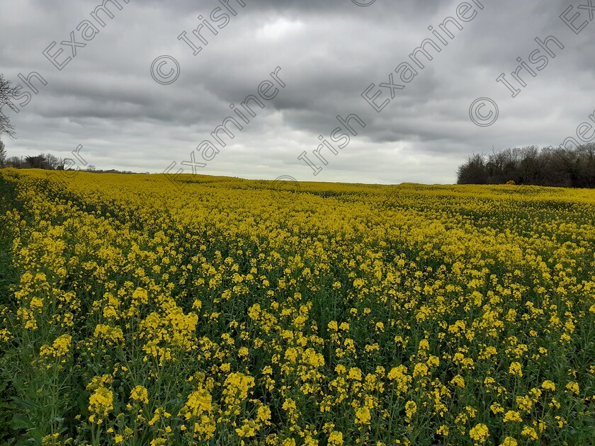 20220416 110529 
 Photo of field of Rapeseed at Newmarket Co Cork on the 5th May 2022. Picture Tim O'Sullivan.