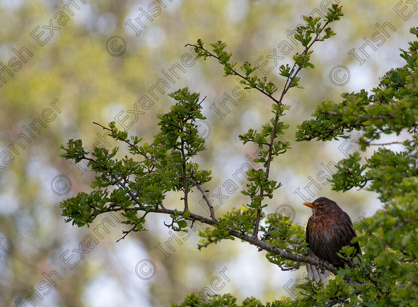 DSC 0197 
 A female blackbird enjoying a balmy April afternoon in Greystones, Co. Wicklow. Picture: Muireann NÃ­ CheallachÃ¡in