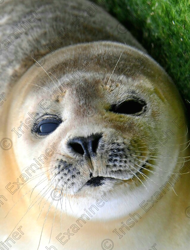 20240319 210551 
 Young seal resting after a big feed down by nimmos pier Galway city