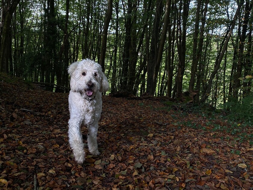 95F84F64-4F3B-44C1-8EB8-07E053C5FAC9 
 iggles enjoying his trip to the woods. ( Garryduff)