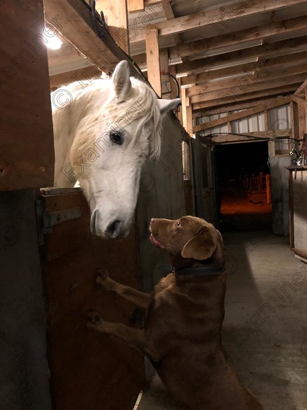 D97B6B63-6774-4152-B6E8-05E3536919E5 
 Pony Zach and Prince enjoying their night time ritual during level 5 restrictions in Anbally, Co Galway.