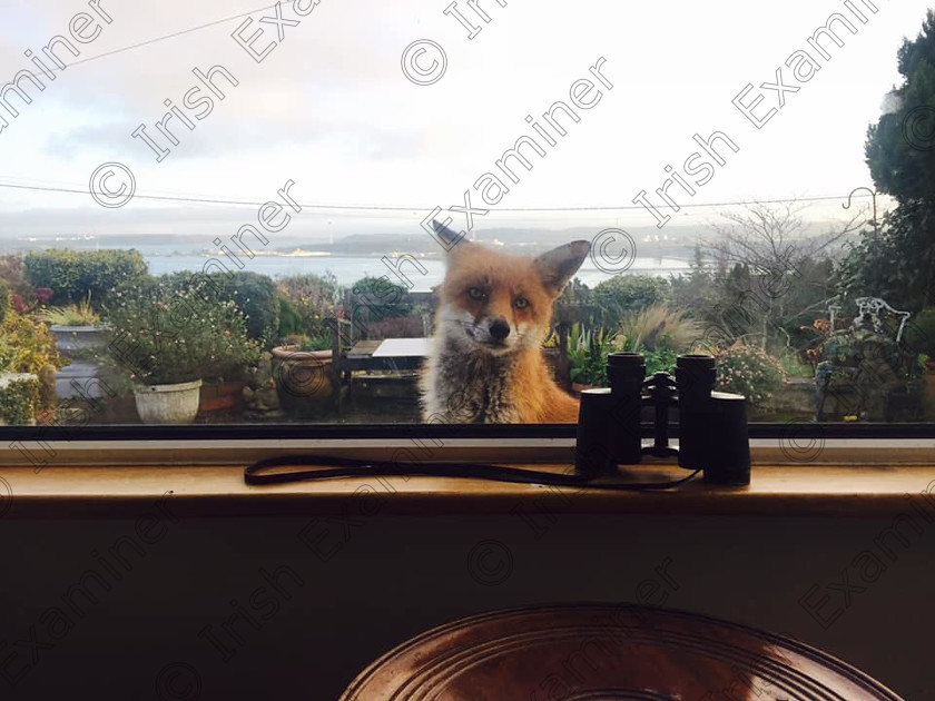 47389765 927118907677121 8377299565857996800 n 
 Billy the Fox waiting for his dinner!
Photo taking in Monkstown by Graham White, Cork Harbour in the background!
Billy comes 3 times a day for breakfast lunch and dinner!