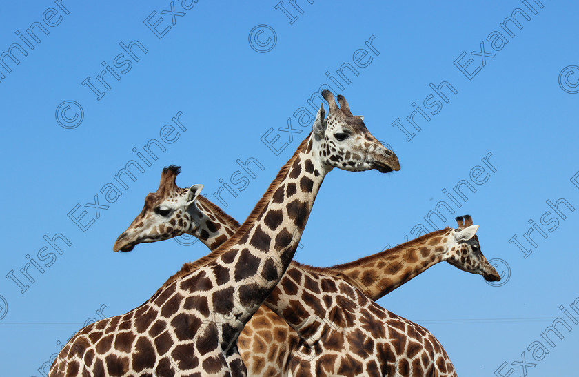 IMG 2688 
 Giraffe Crossing: a fun day out at Fota Wildlife Park. Picture: Lisa Skidmore