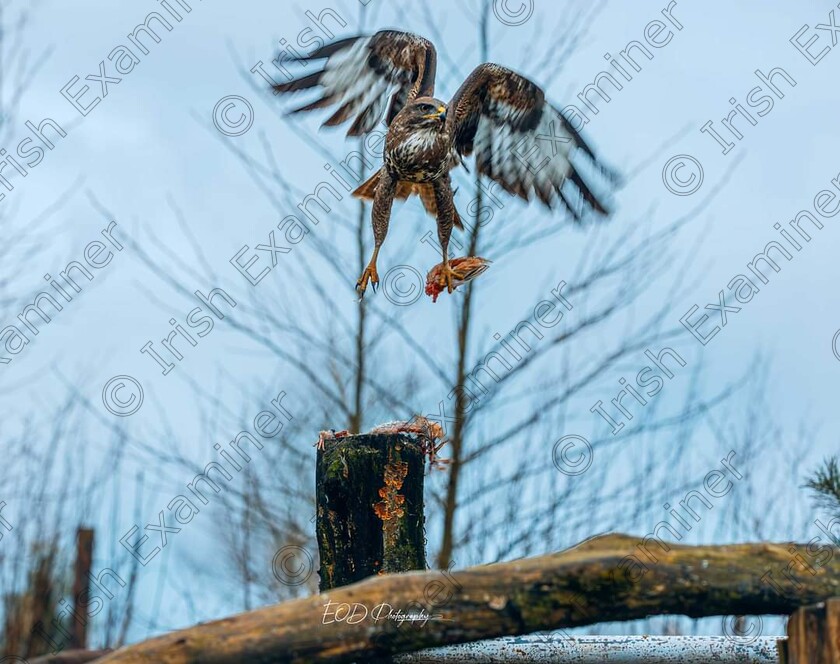 FB IMG 1710355753412 
 Buzzard catching its prey in County laois last weekend picture: Eamonn O'Dwyer