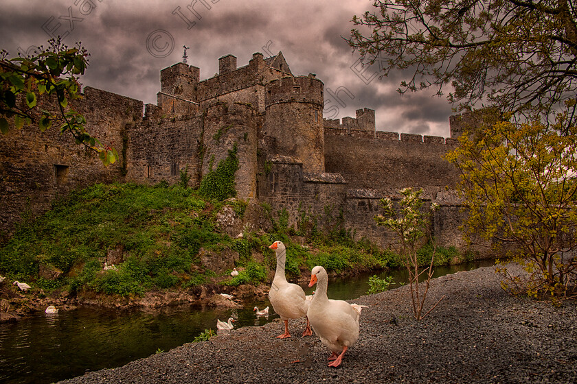 Cahir Castle Geese, Irish Examiner 
 Geese strolling around Cahir Castle Co. Tipp. I spotted this lovely secene on a quick stop in Cahir last week.Pic: Marie Hayes