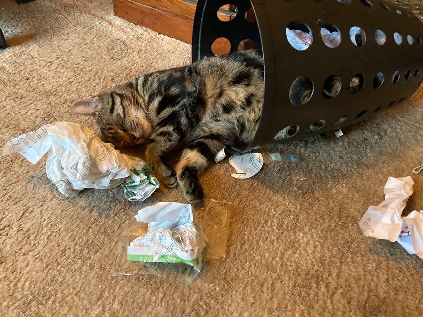 E8F412ED-7A6E-43D3-A30E-BC801678BD93 
 My cat Mandu has several comfy beds but chose to make one in the waste paper bin last Friday afternoon.