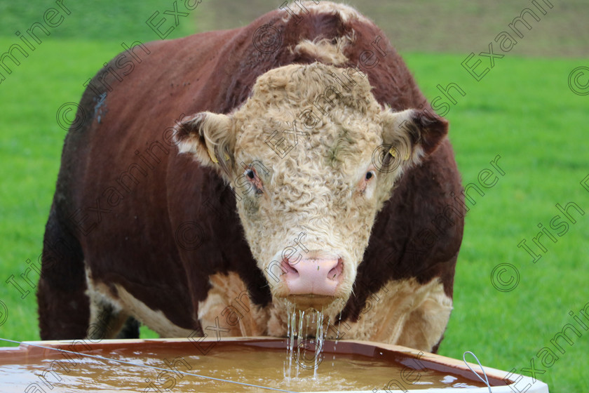 The Bull 
 "You looking at me?" taken on a trip to Kinsale over the summer.