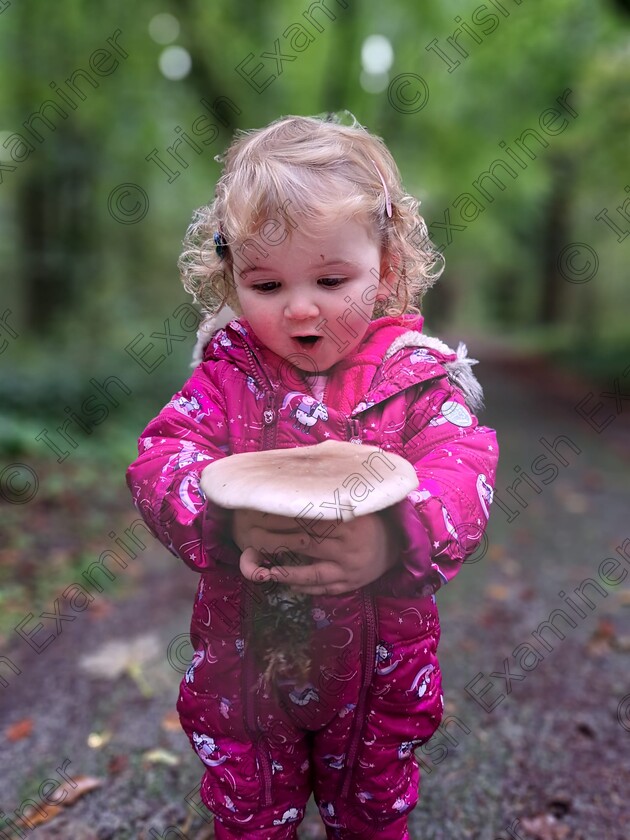 IMG-20221017-WA0000 
 2 Year old Megan Carrick, Killererin, Co. Galway, enjoying the wonders of nature in Mountbellew woods, Co Galway