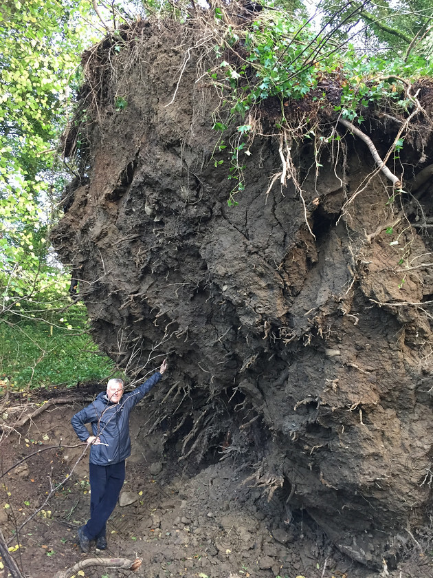 B77438E1-1028-4166-9DDD-D04201968439 
 During hurricane Ophelia an enormous lime tree on the main driveway at Russborough House and Parklands was felled by the high winds. The tree was planted over 275 years ago at the time that Russborough was built. This is a picture of the CEO of Russborough, Eric Blatchford, beneath the gigantic root plate of this lime tree.