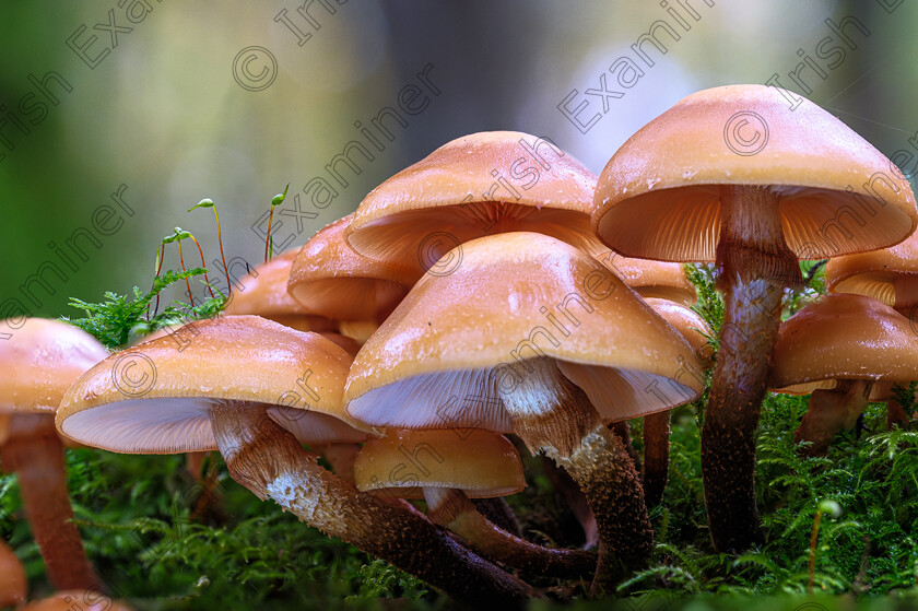 Mushroom Family 
 Mushroom Family, taken in Massey's Wood, Co Dublin, by Elaine O'Shea 
 Keywords: 2024, Autumn, Fungi, Massey's Wood