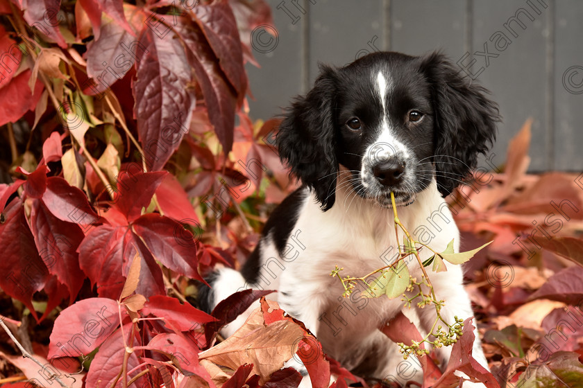 DSC 6743 
 Freckles the puppy enjoying autumn in the spring of her life