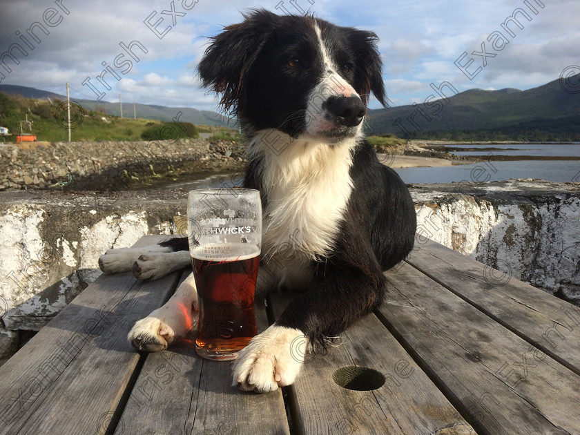 IMG 1518 
 "It's a Dogs Life " Saturday 25th June in Kilmackillogue, Co. Kerry
Picture: Trevor McCarthy