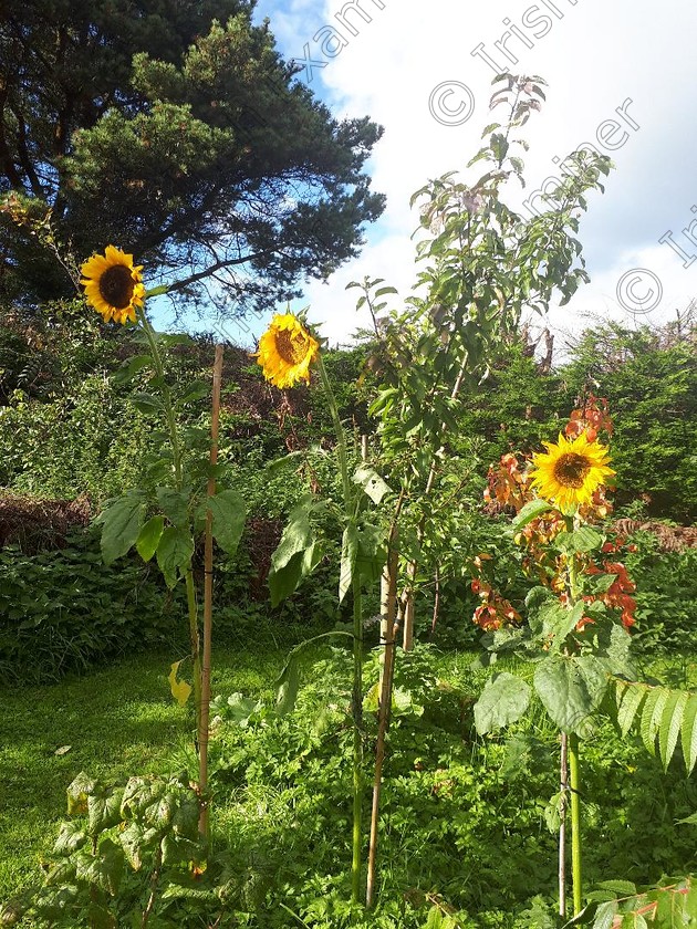 Sunflowers 
 sunflowers