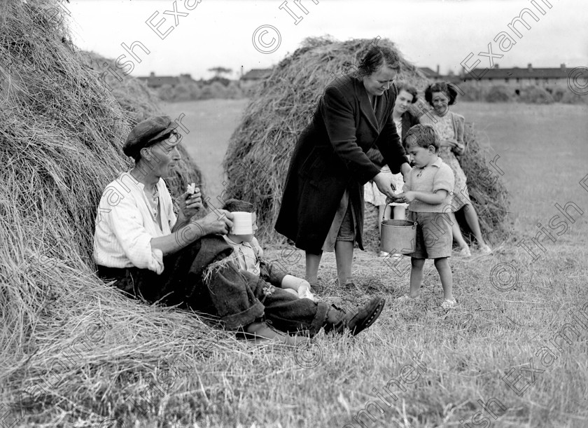 1254425 
 Harvest scene at Wilton, Cork 30/07/1947 Ref. 321D Old black and white farming farmers suburbs