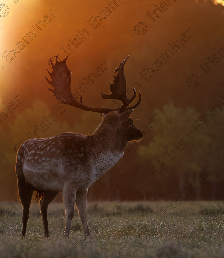 20221008065108 5G4A4097 
 'The Golden Boy' taken 8th October 22 at Phoenix Park, Dublin.
Anne Marie Mockler