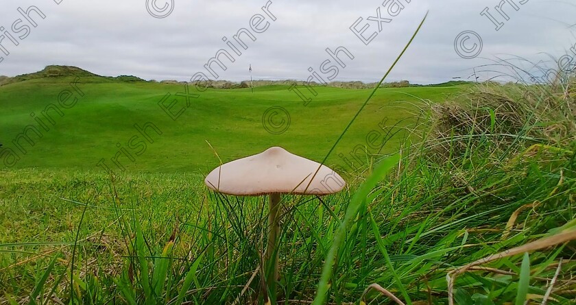 9515b99f-3f43-4168-ad3a-e6a073f0b067 
 Wild mushroom swaying in the wind at the 15th green at Enniscrone golf Club Co Sligo