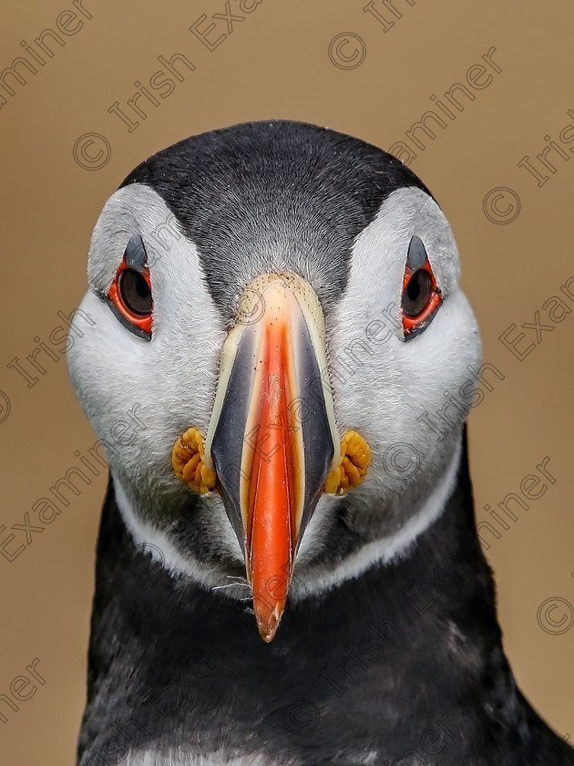 beaky2 
 Atlantic Puffin, Saltee Islands, off Wexford coast.