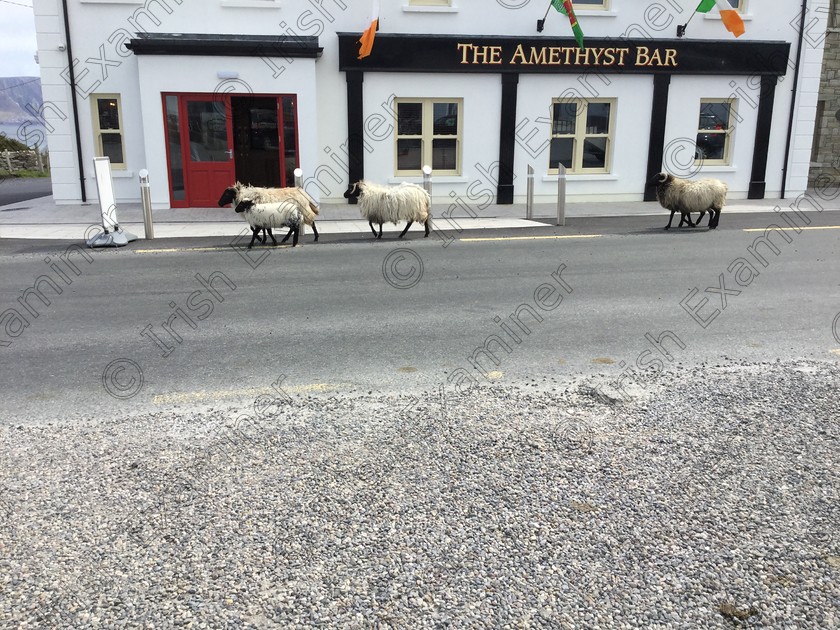 083A406B-97AF-4335-A51B-CDB9ADF6FCF3 
 Mary White visiting Achill island , Co Mayo. Can the sheep pass a pub without going in
Picture: Mary White